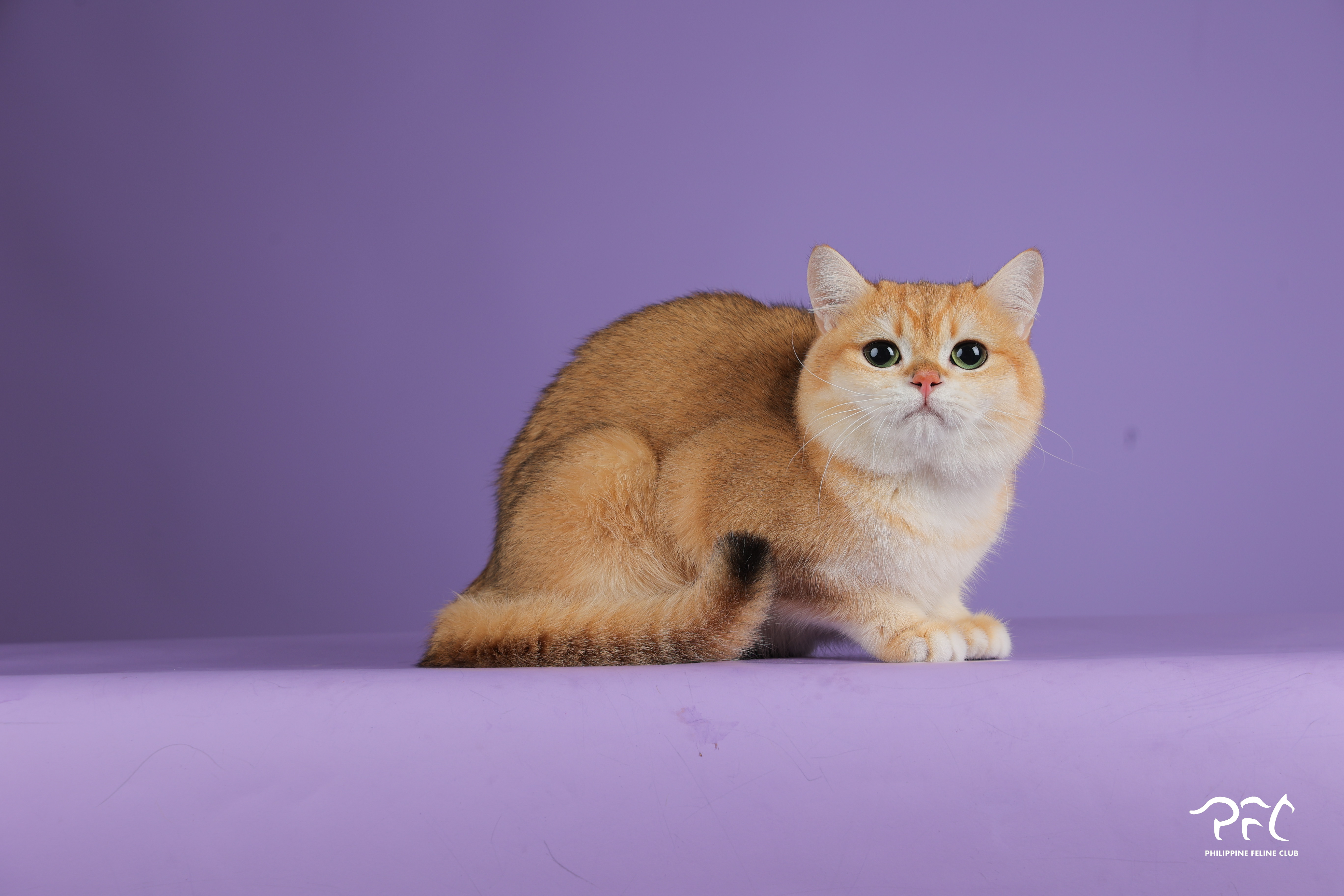 CH. Naikos Treasure Nicky